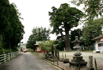 前田の大杉 前田 双葉町 双葉郡 福島県