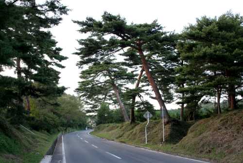 旧陸前浜街道松並木 高根沢 日下石 相馬市 福島県
