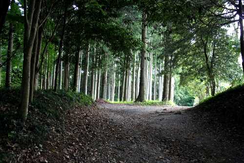 旧参道 香取神社 香取 香取市 千葉県