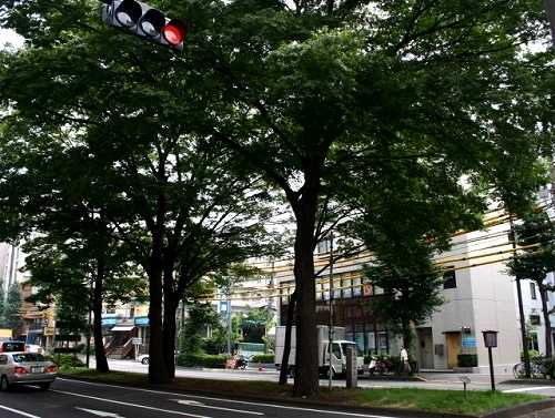 五本ケヤキ 上板橋1丁目