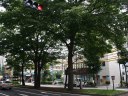 五本ケヤキ 上板橋１丁目