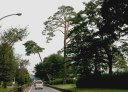川越街道松並木 藤久保 三芳町 入間郡 埼玉