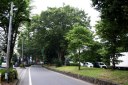 川越街道ケヤキ並木 竹間沢 入間郡 埼玉
