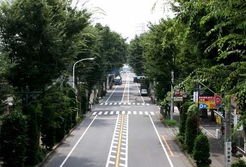 富士見町のけやき並木(かわごえ景観100選) 県道39号 川越