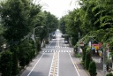 富士見町のけやき並木（かわごえ景観１００選） 県道３９号 川越