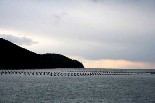 牡蠣養殖場 桃浦 石巻市