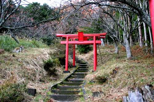 金華山街道古道 山鳥 石巻市