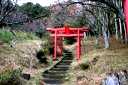 金華山街道古道 山鳥 石巻市