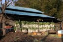 農家 神々廻木戸 白井市