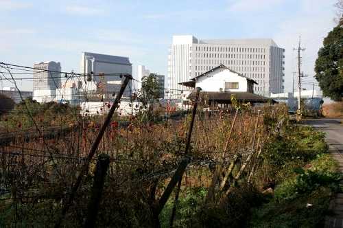 梨畑から千葉ニュータウン眺望 泉 印西市