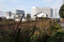 梨畑から千葉ニュータウン眺望 泉 印西市