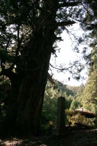 笹子峠の矢立のスギ 字笹子 大字黒野田 笹子町 大月市 山梨県