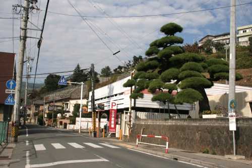 吉田のマツ 諏訪１丁目 諏訪市 長野県
