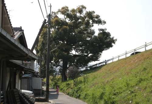 橋本尻江 八幡市