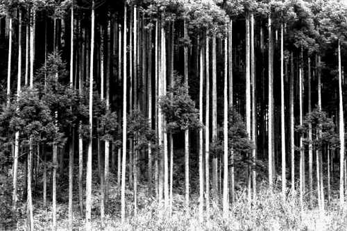 嵯峨野 京都