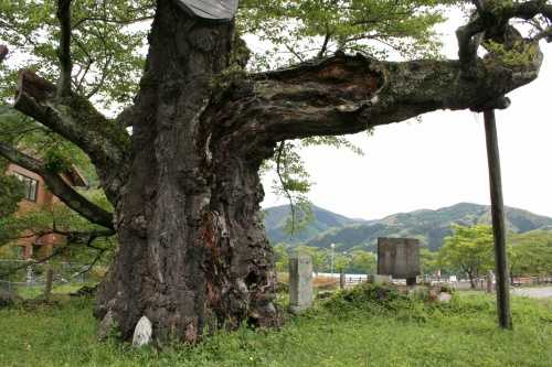 さかさ桜 相俣 みなかみ町 利根郡 群馬県