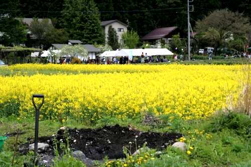 菜の花祭り 猿ヶ京温泉 みなかみ町 利根郡 群馬県