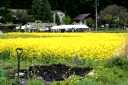 菜の花祭り 猿ヶ京温泉 みなかみ町 利根郡 群馬県
