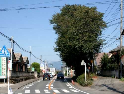 桜並木・馬頭観音 金古下宿 金古町 高崎市 群馬県