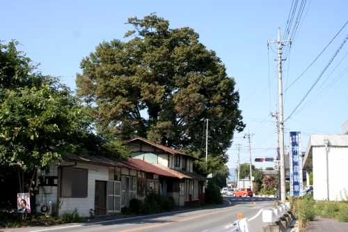 金古上宿の大ケヤキ 金古町 高崎市 群馬県