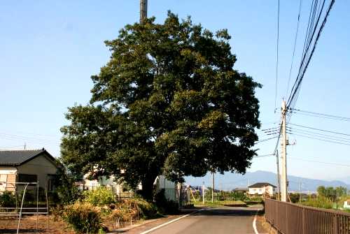旧三国街道一里塚 上野田 吉岡町 北群馬郡 群馬県