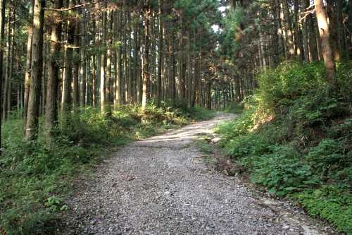 旧道 八木沢林道 小野子 渋川市 群馬県