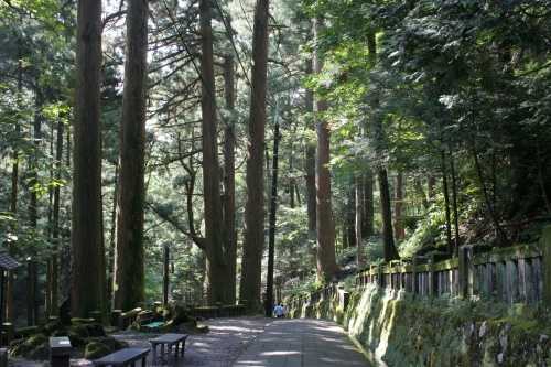 千本杉 榛名神社参道 榛名山町 高崎市 群馬県
