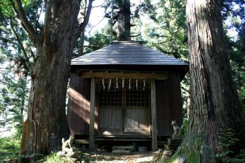 上杉謙信お手植えの杉