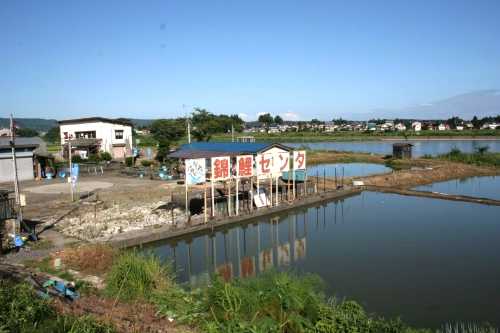 錦鯉センター 三仏生（さんぶしょう） 小千谷市 新潟県