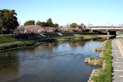 五条川 清洲 清須市 愛知県