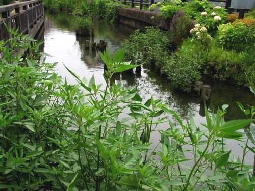 古隅田川 鵜森橋 小菅