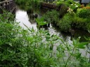 古隅田川 鵜森橋 小菅