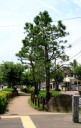 曳舟川親水公園 亀有道上小東交差点