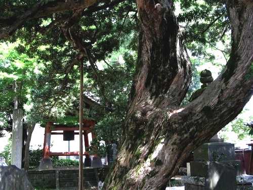 金蓮院のラカンマキ 金町 葛飾区