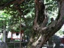金蓮院のラカンマキ 金町 葛飾区