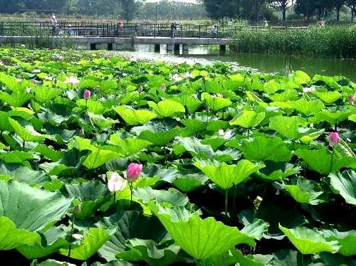 水元公園 葛飾区