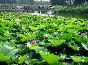水元公園 葛飾区