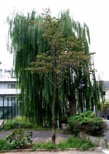 柳 旧平潟遊廓大通り 松戸