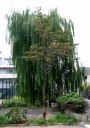 柳 旧平潟遊廓大通り 松戸