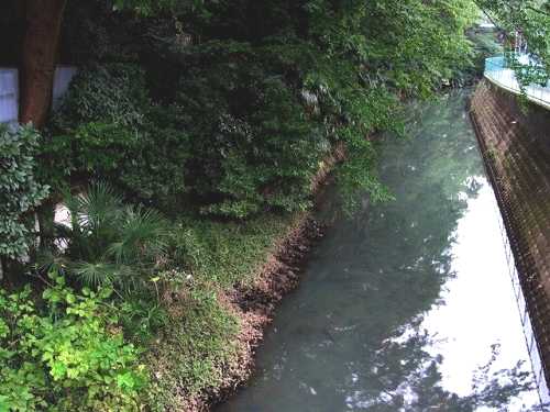 坂川 春雨橋 松戸