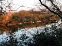 古利根沼 芝原城（中峠城）址 古利根公園 上根古谷 我孫子