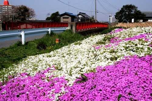 往還橋と花畑（小貝川・花とふれあいの輪） 川原代町 龍ヶ崎市