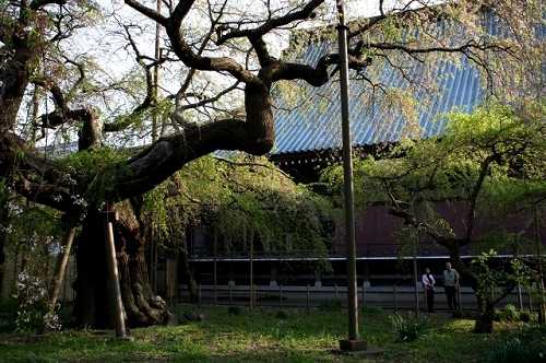 枝垂桜 般若院 龍ヶ崎