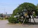 藤代本陣跡 藤代