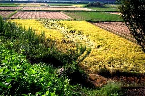 涸沼川べり 小鶴 茨城町 東茨城郡 茨城県