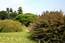 萩 御幸の松 偕楽園 水戸
