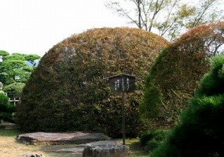 樹齢約250年のつつじ