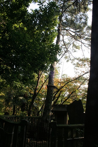 袈裟掛けの松（妙福寺） 南千束２丁目 大田区 東京都