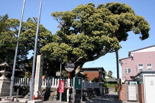 本陣跡のスダジイ 関ケ原 関ケ原町 不破郡 岐阜県