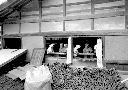 唐沢